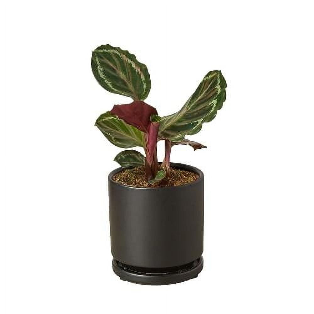Calathea Medallion - Live Air-Purifying Indoor Plant in Nursery Pot – Easy Care, Low Maintenance Houseplant for Home & Office Decor, Natural Air Cleaner, Best for Beginners (4"Pot, BlackCylinder)