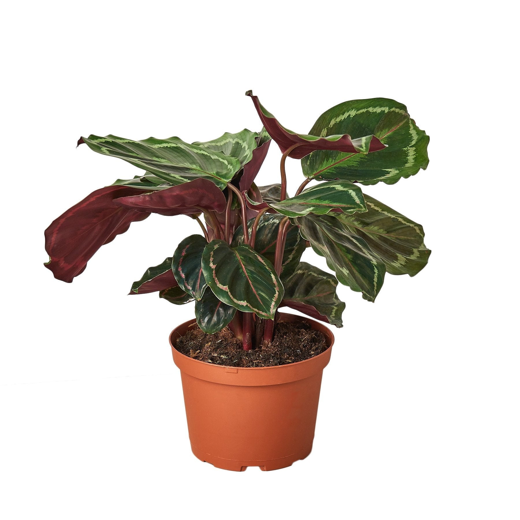 Calathea Medallion - Live Air-Purifying Indoor Plant in Nursery Pot – Easy Care, Low Maintenance Houseplant for Home & Office Decor, Natural Air Cleaner, Best for Beginners (6"Pot, NurseryPot)