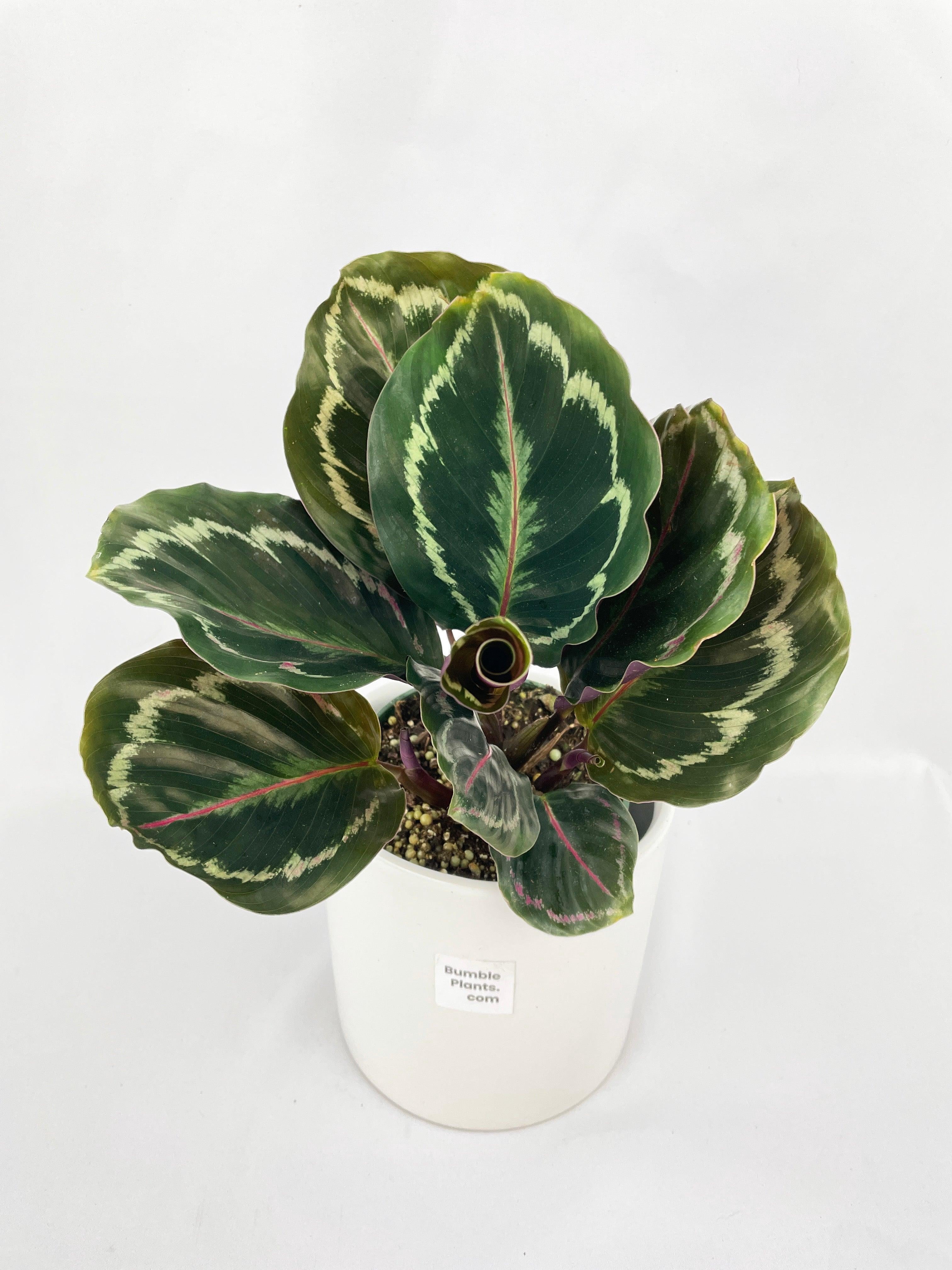 Calathea Medallion - Live Air-Purifying Indoor Plant in Nursery Pot – Easy Care, Low Maintenance Houseplant for Home & Office Decor, Natural Air Cleaner, Best for Beginners (4"Pot, WhiteCylinder)