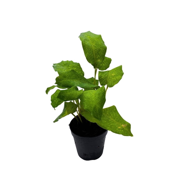 Calathea Musaica, Calathea Network, Maranta Bella, Maranta Tessellata, Goeppertia kegeljanii in 2 inch Pot