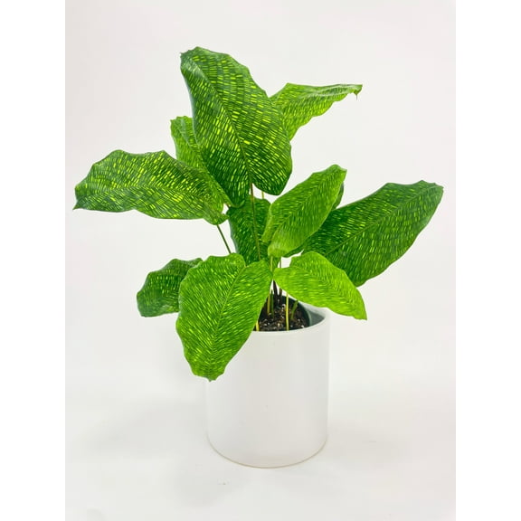 Bumble Plants Calathea Musaica 'Goeppertia Kegeljanii' - Full Live Colorful Houseplant in Nursery Pot, Easy Care, Indoor Plant for Beginners
