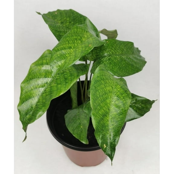 Calathea Musaica Network Prayer Plant - Live Plant in a 4 Inch Pot - Calathea Musaica - Beautiful and Elegant Indoor Houseplants from The Nursery