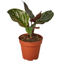 Calathea Ornata Live Plant for Indoor | Different Houseplants in 4'' & 6'' Pot | Real House Plant for Living Room, Office, Desk & Bathroom | Peacock Plant | Zebra Plant
