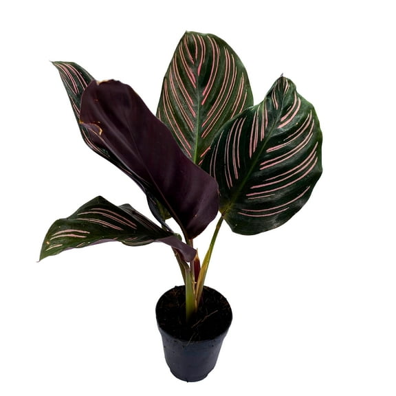 Calathea Ornata, Pinstripe Plant, Zebra Plant, Cathedral Plant, Peacock Plant in 2 inch Pot