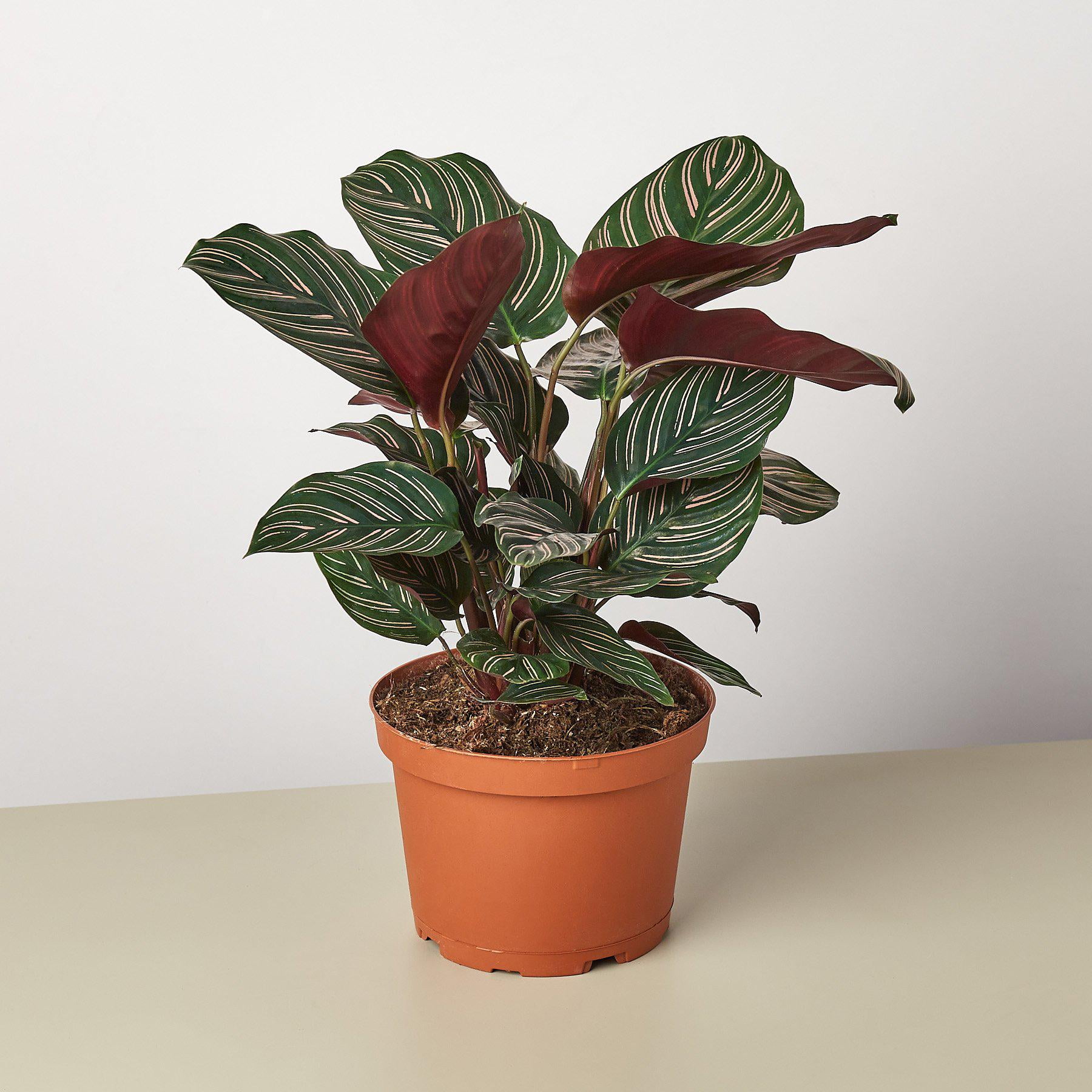 Calathea Ornata Indoor Plant with Red and Green Leaves in 6" Pot
