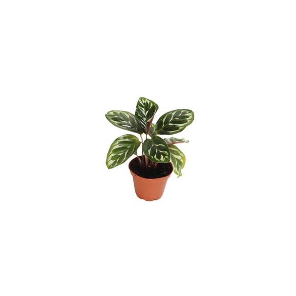 Calathea Peacock Makoyana- 2'' From California Tropicals