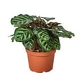 thumbnail image 1 of Calathea Peacock Makoyana - Live Air-Purifying Indoor Plant in Nursery Pot – Easy Care, Low Maintenance Houseplant for Home & Office Decor, Natural Air Cleaner, Best for Beginners (6"Pot), 1 of 9
