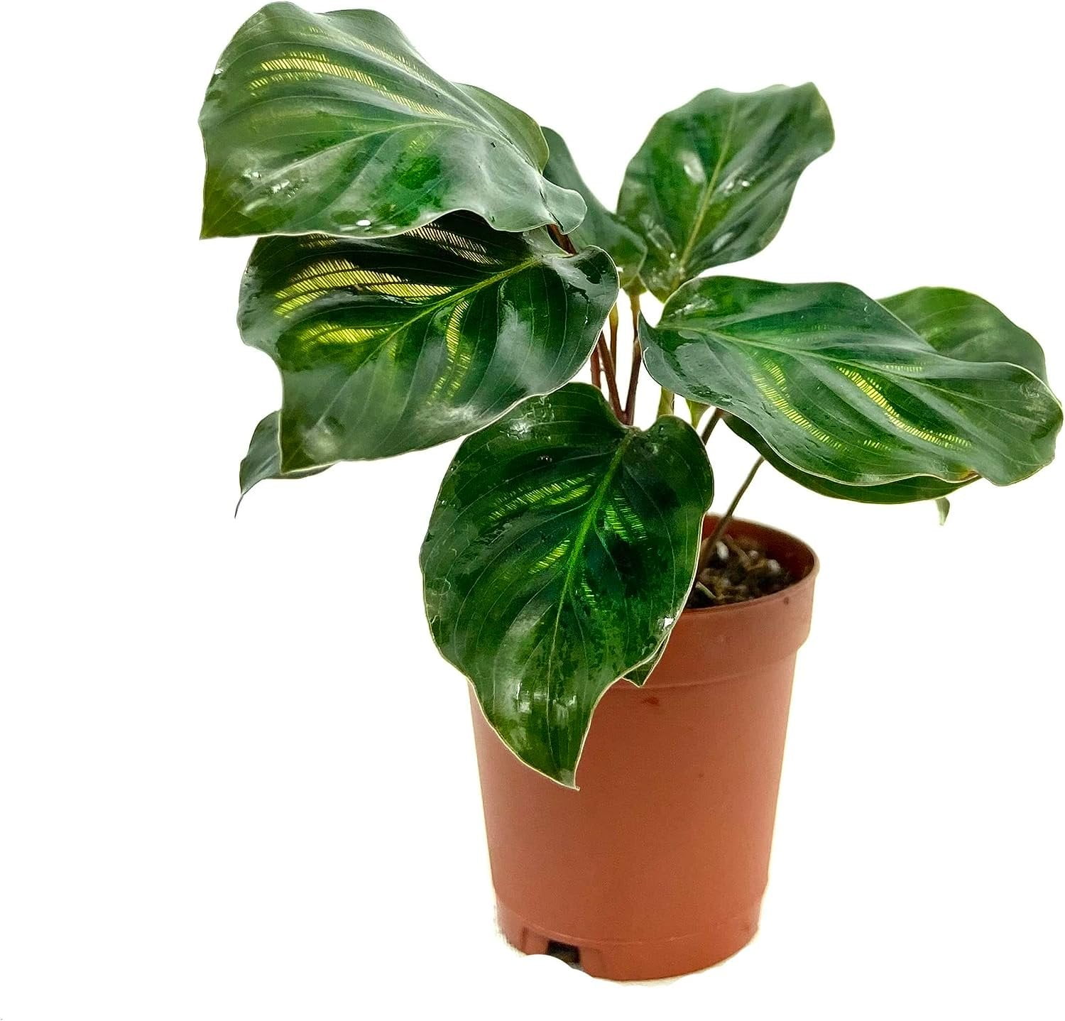 Calathea Peacock Prayer Plant Live Plant in a 2 Inch Pot Calathea