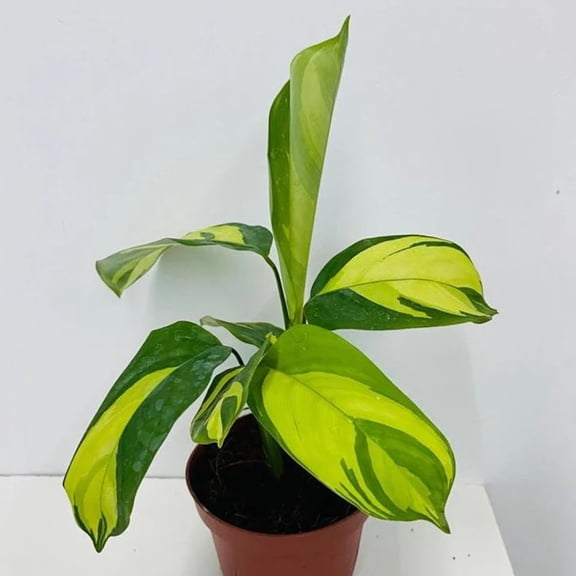 Calathea Pilosa - Live Plant in a 4 Inch Growers Pot - Calathea Ctenanthe 'Pilosa' - Beautiful and Elegant Easy Care Indoor Houseplants from The Nursery