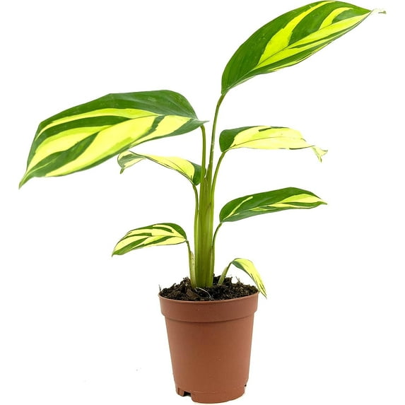 Calathea Pilosa Prayer Plant - Live Plant in a 2 Inch Pot - Calathea 'Pilosa Lubbersii' - Starter Plants - Beautiful and Elegant Easy Care Indoor Houseplants from The Nursery