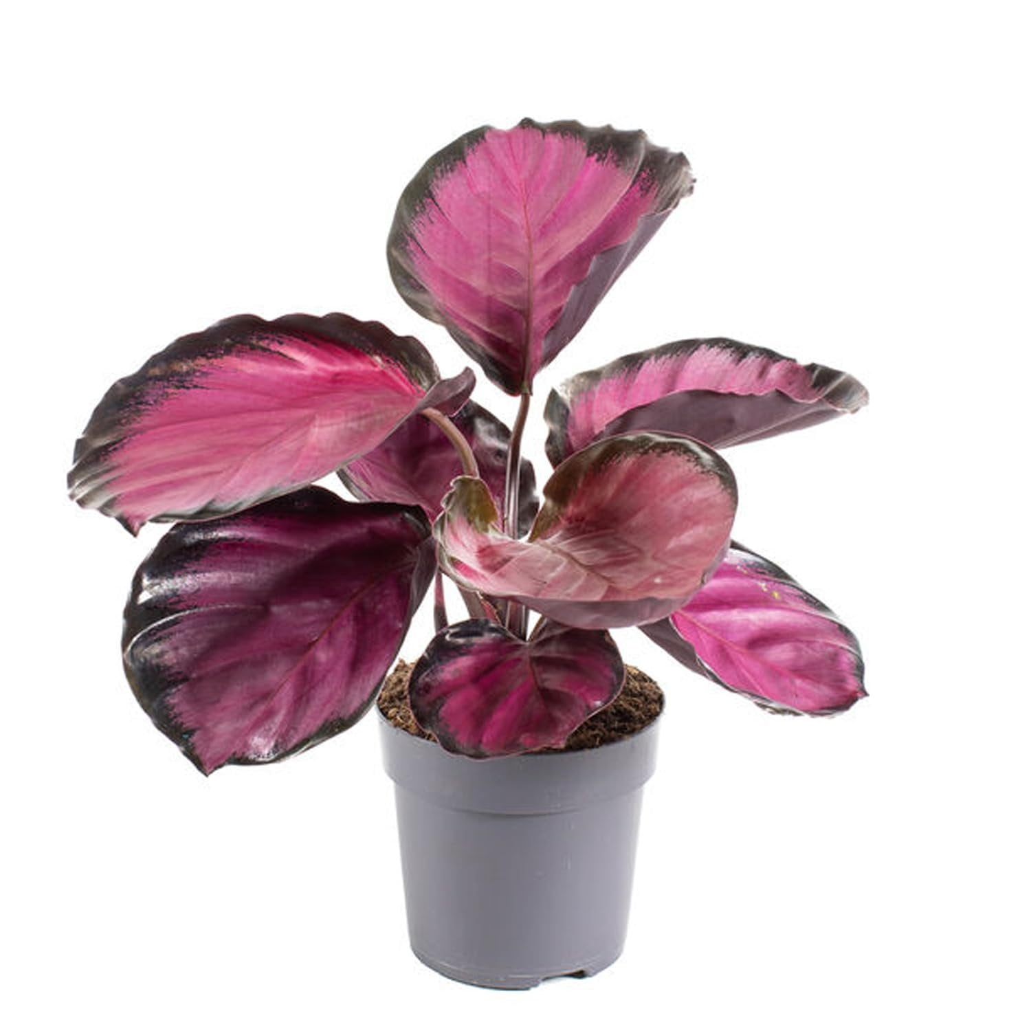 Calathea Purple Rose Live Plant in a 4 Inch Growers Pot Calathea