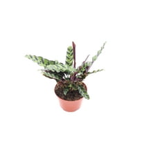 Calathea Rattlesnake Lancifolia - 6'' from California Tropicals