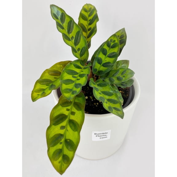 Bumble Plants Calathea Rattlesnake Lancifolia - Full Live Colorful Houseplant in Nursery Pot, Easy Care, Indoor Plant for Beginners