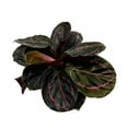 thumbnail image 1 of Calathea Roseopicta Dottie, 4 inch, Goeppertia 'Black Rose', Rose Painted, Black Rose, 1 of 10