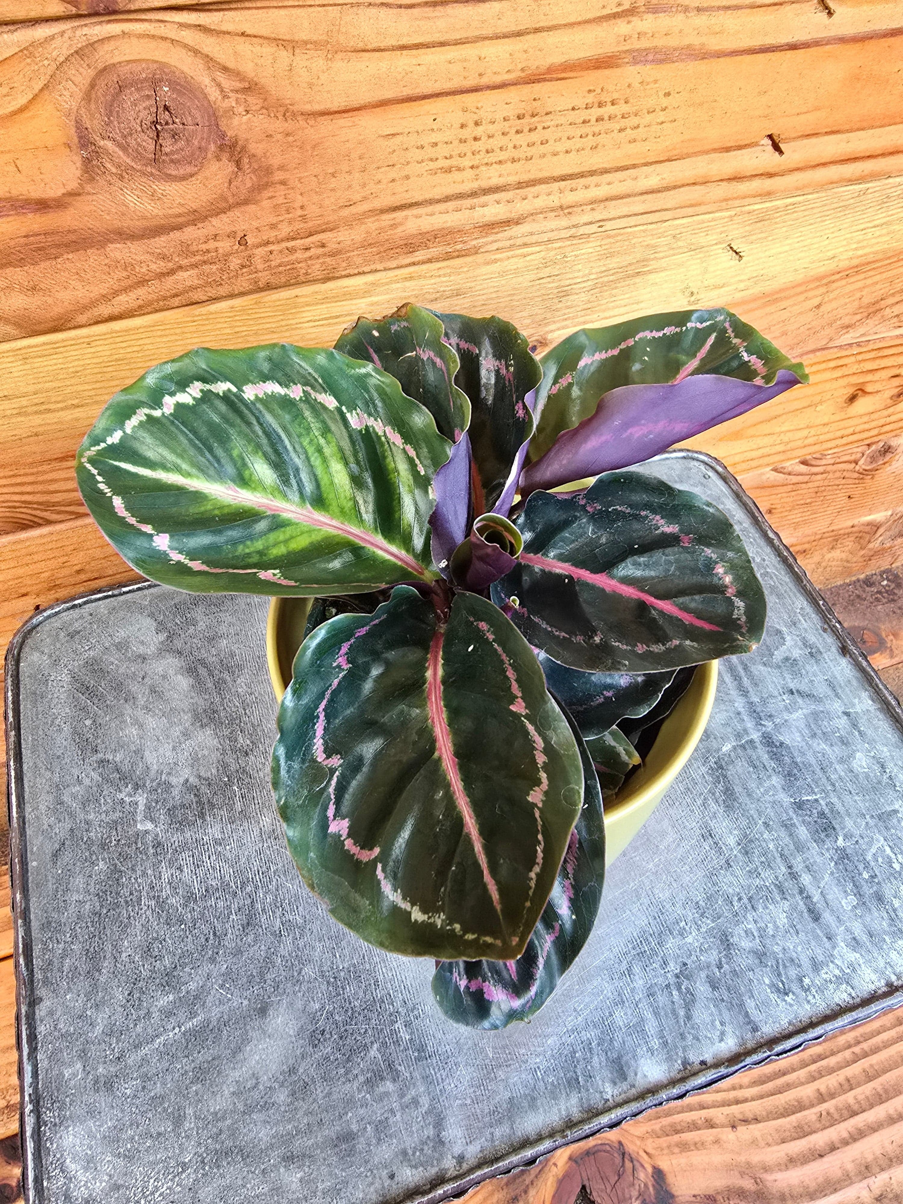 Calathea Roseopicta Illustris, 4" Plant, The Plant Farm - Walmart.com