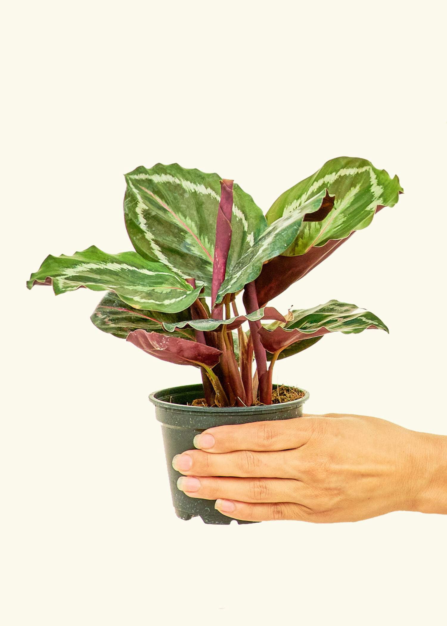 Calathea Roseopicta 'Medallion' Live Green Plant in 4" Pot - Walmart  Business Supplies