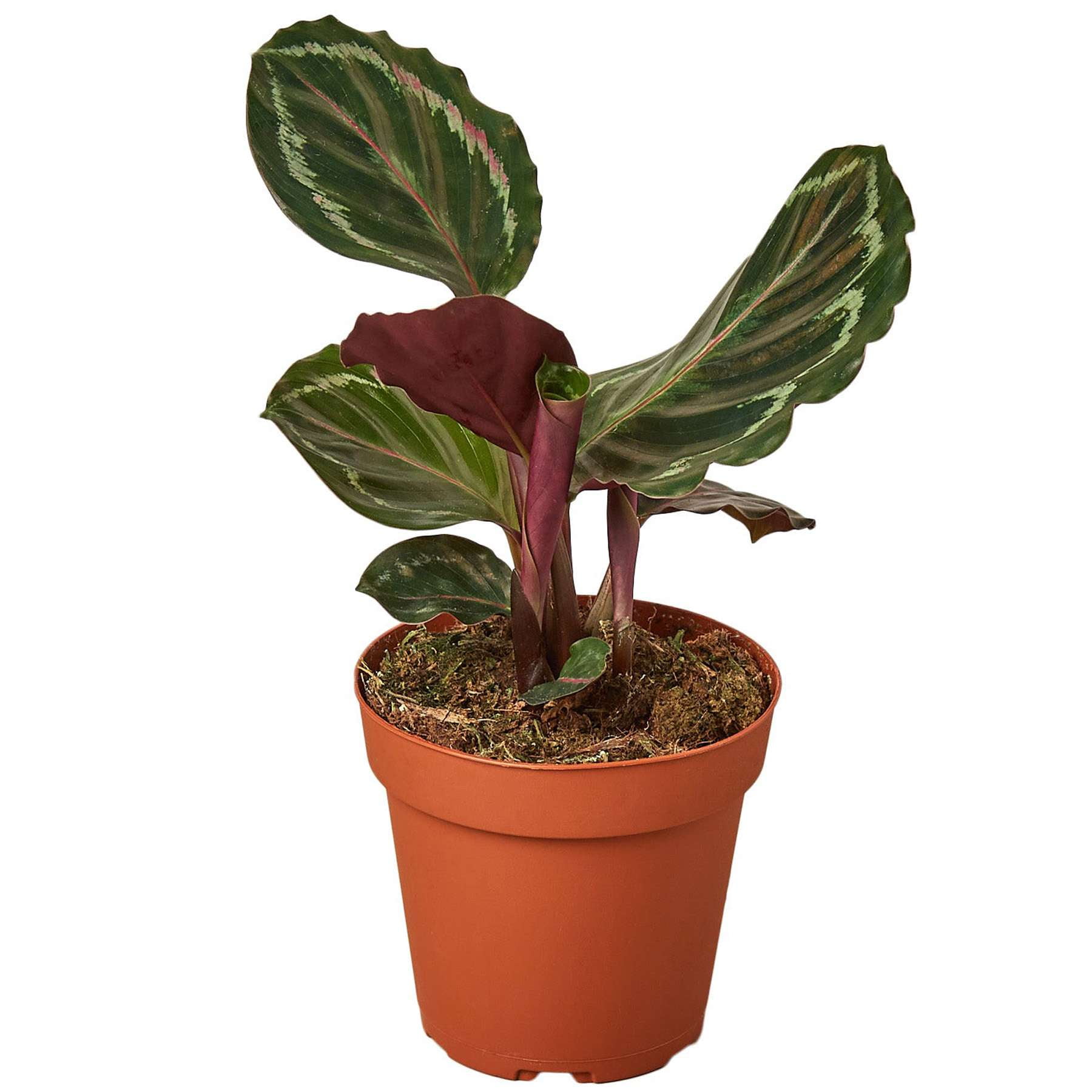 Thirsty Leaves Calathea Roseopicta Medallion Plant