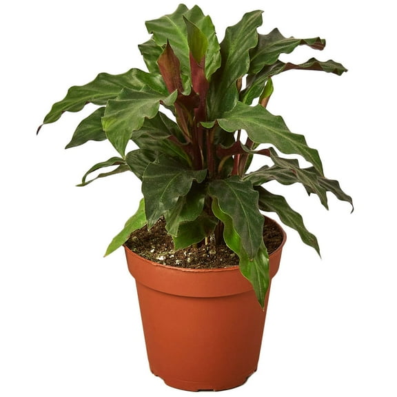 Calathea Rufibarba Furry Feather Live Plant for Indoor | Different Houseplants in 4'' & 6'' Pot | Real House Plant for Living Room, Office, Desk & Bathroom | Peacock Zebra