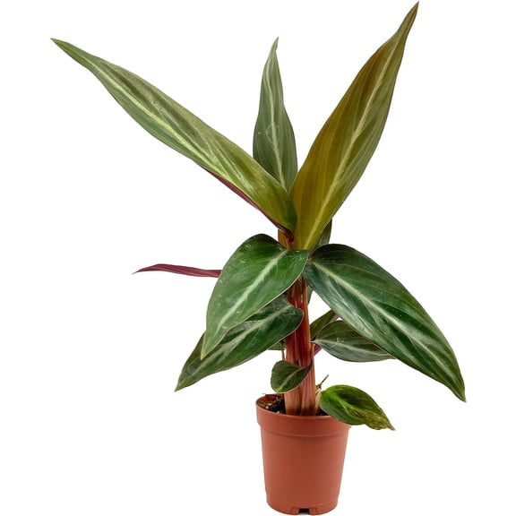 Calathea Sanguinea Prayer Plant - Live Plant in a 2 Inch Pot -Calathea 'Sanguinea' - Starter Plants - Beautiful and Elegant Easy Care Indoor Houseplants from The Nursery