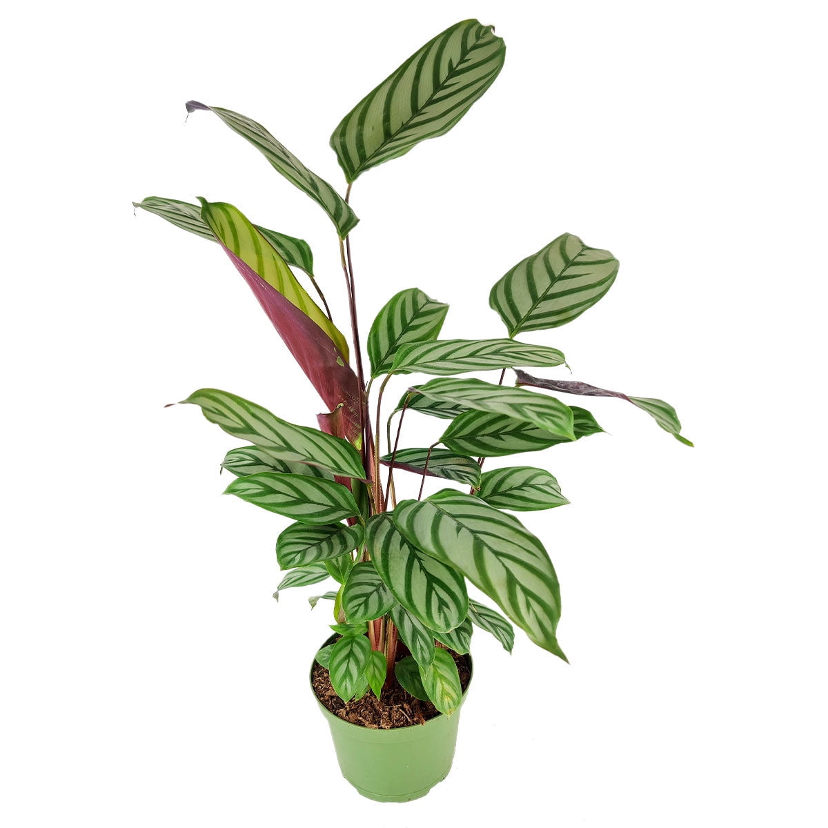 efeutute groß kaufen Global Green Efeutute