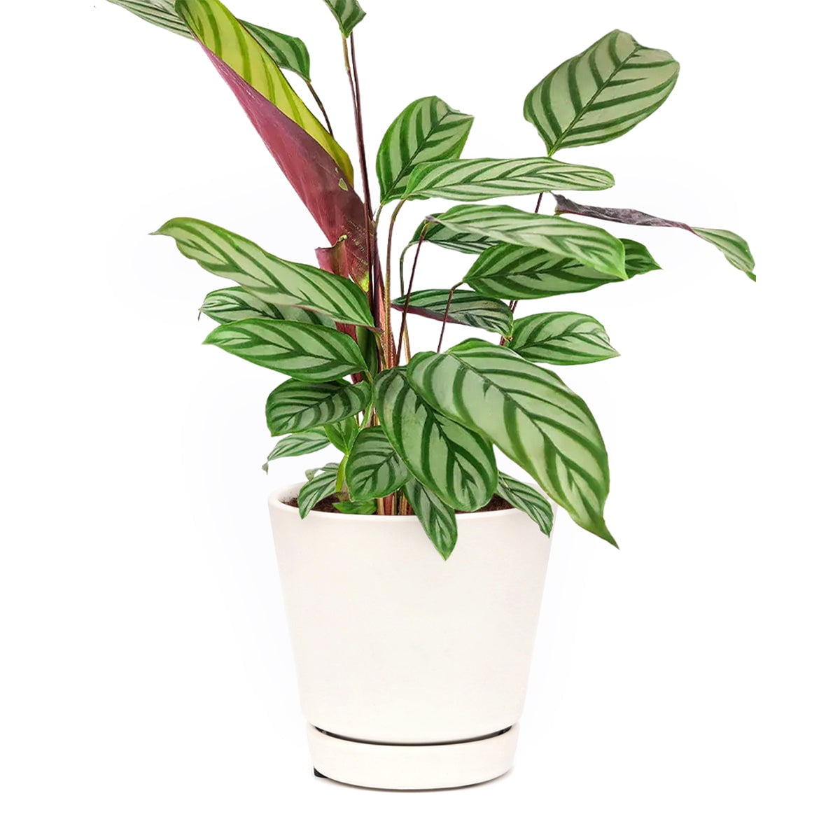 Calathea Setosa (4" Minimalist Pot) Never Never Plant Prayer Plant