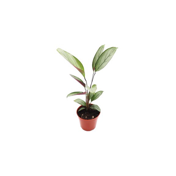 Calathea Setosa Grey Star-4''