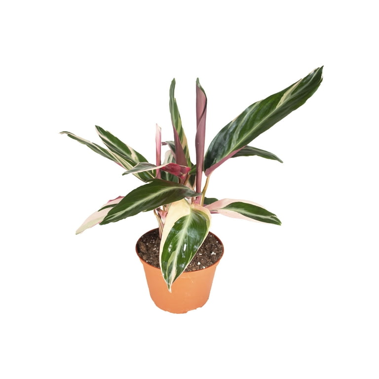 Calathea Triostar - 6" from California Tropicals - Walmart.com