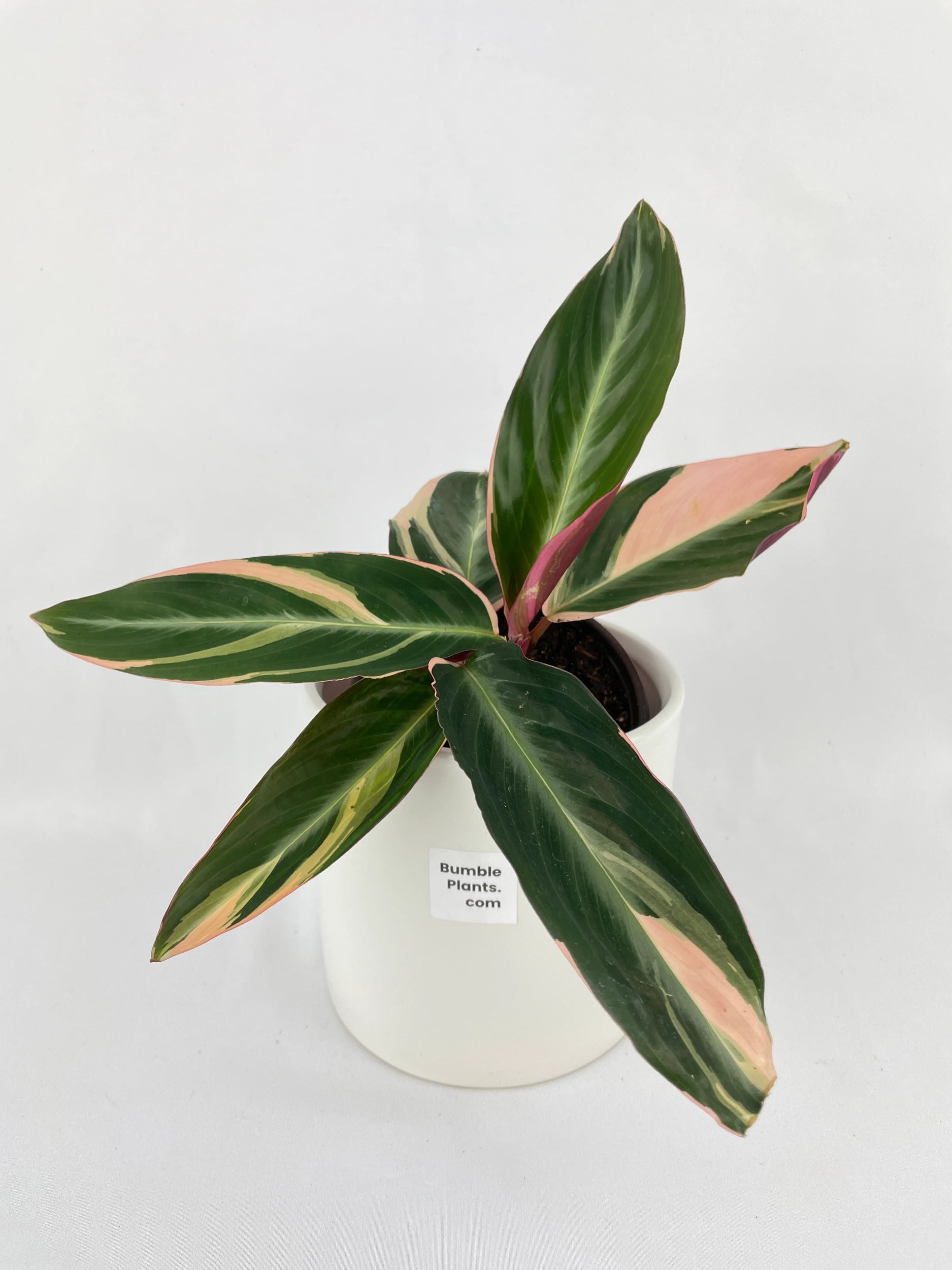 Pet Safe* Stomanthe Triostar | buying Calathea Triostar | Stromanthe Sanguinea