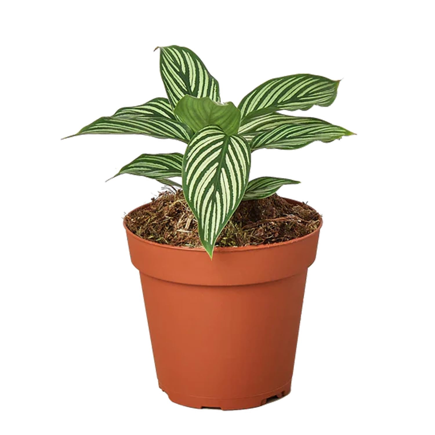 Wekiva Foliage Calathea Vittata - Thumbnail 3