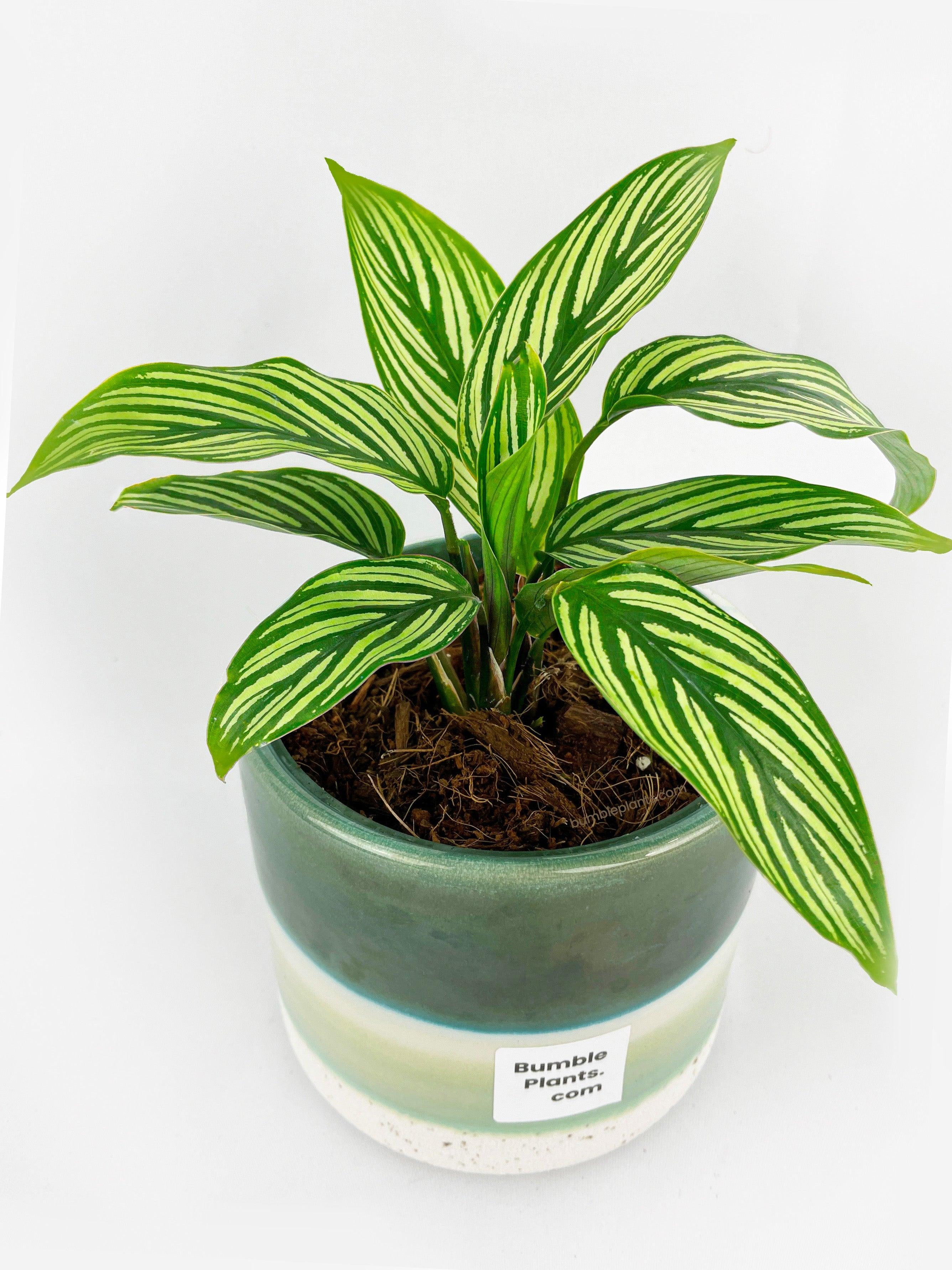 Curated visual reference: Low Maintenance Houseplant Care Reference: Calathea Vittata Live Air Purifying Indoor Plant In Nursery Pot