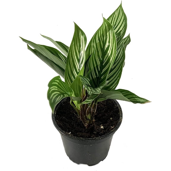 Calathea Vittata - Live Plant in a 4 Inch Pot - Calathea Elliptica Vittata - Beautiful Easy to Grow Air Purifying Indoor Plant