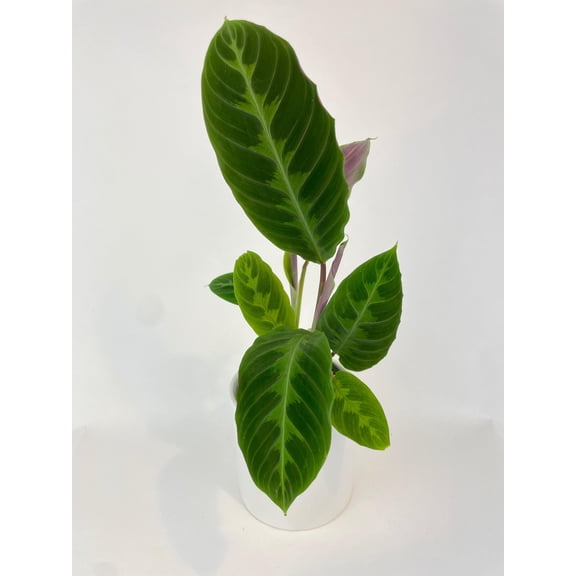 Bumble Plants Calathea Warscewiczii Jungle Velvet - Full Live Colorful Houseplant in Nursery Pot, Easy Care, Indoor Plant for Beginners