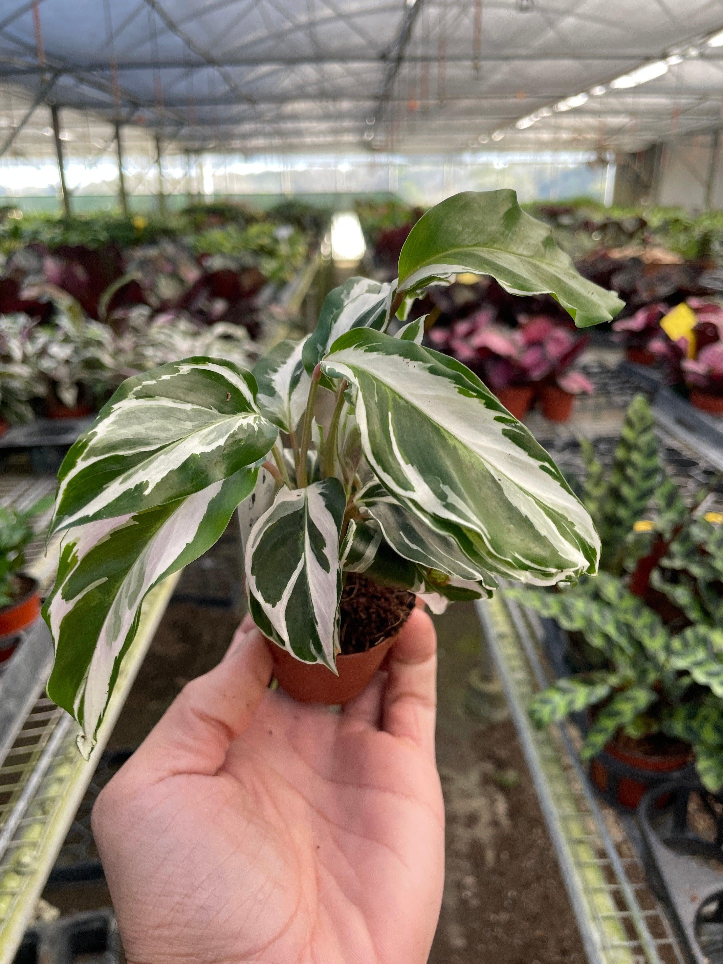 Calathea White Fusion - Live Air-Purifying Indoor Plant in Nursery Pot – Easy Care, Low Maintenance Houseplant for Home & Office Decor, Natural Air Cleaner, Best for Beginners (2"Pot)