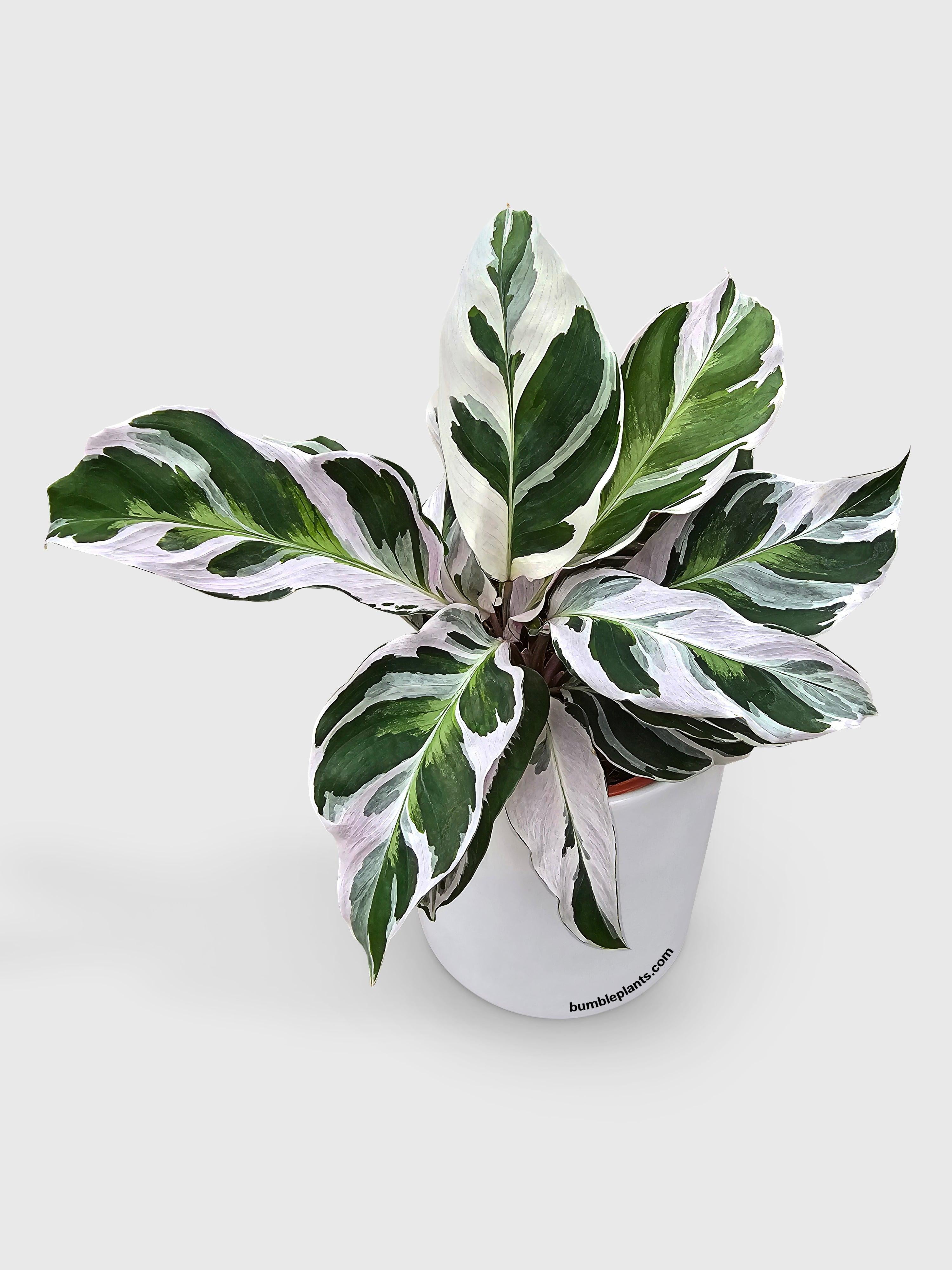 Calathea White Fusion - Live Air-Purifying Indoor Plant in Nursery Pot – Easy Care, Low Maintenance Houseplant for Home & Office Decor, Natural Air Cleaner, Best for Beginners (4"Pot)