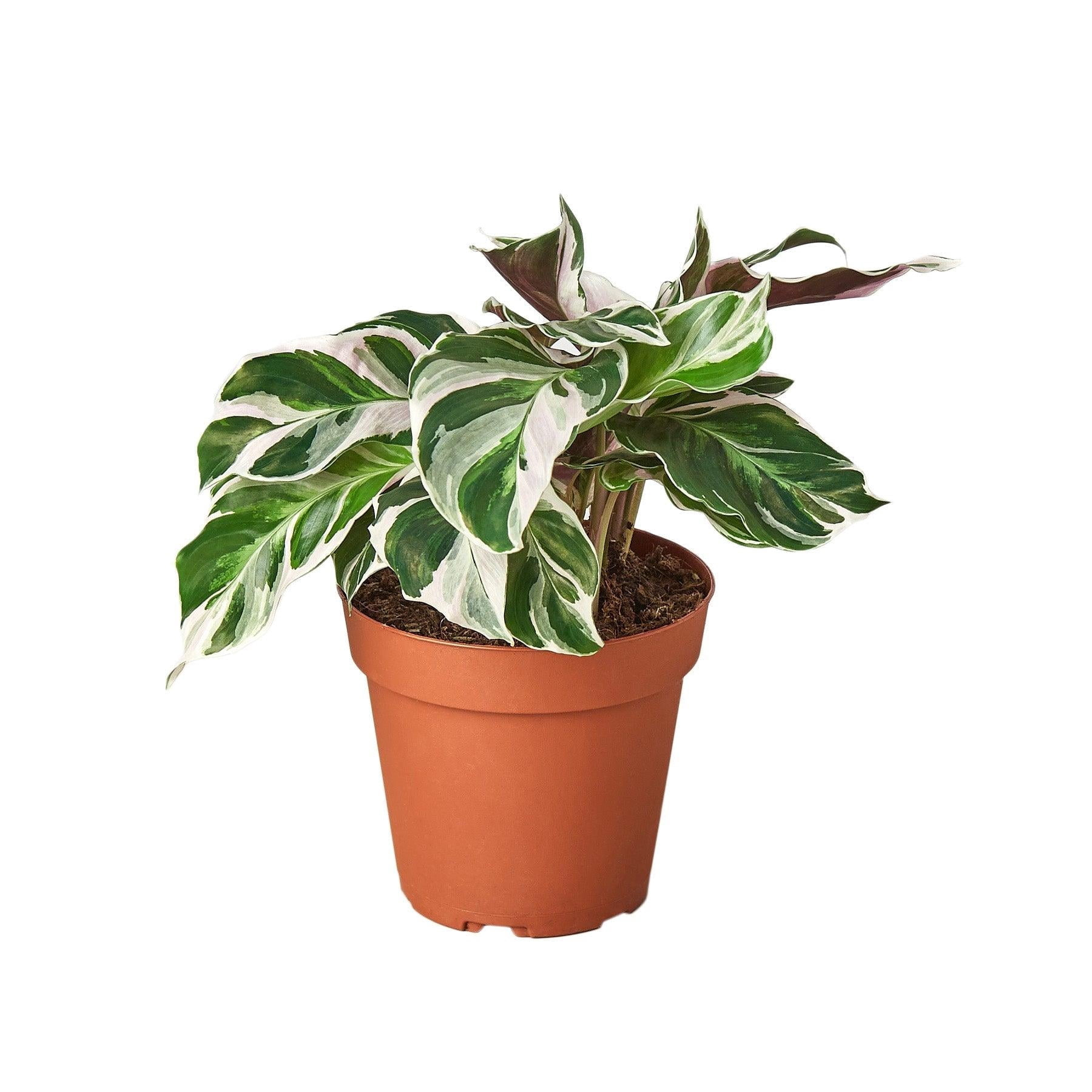 Calathea White Fusion - Live Air-Purifying Indoor Plant in Nursery Pot – Easy Care, Low Maintenance Houseplant for Home & Office Decor, Natural Air Cleaner, Best for Beginners (6"Pot)
