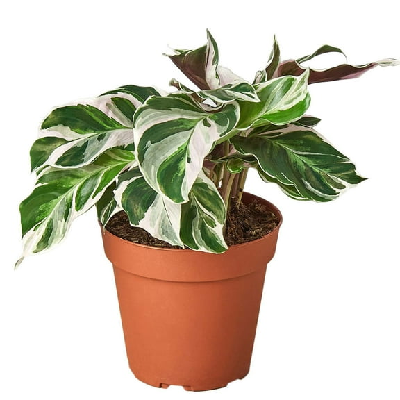 Calathea White Fusion Live Plant for Indoor | Different Houseplants in 4'' & 6'' Pot | Real House Plant for Living Room, Office, Desk & Bathroom | Peacock Plant | Zebra Plant