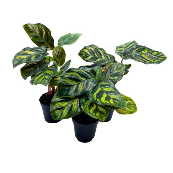 Calathea makoyana 2 inch Set of 3 Peacock Prayer Plant Tiny Mini Pixie Plants