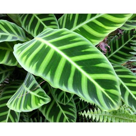Calathea zebrina - Zebra Plant - Easy House Plant - 2" Pot