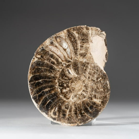 Calcified Ammonite Half From Madagascar (.8 lbs)