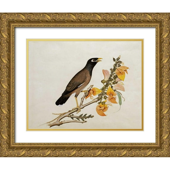 Calcutta School 18x15 Gold Ornate Wood Framed with Double Matting Museum Art Print Titled - A Minah Bird Perched on a Flowering Branch