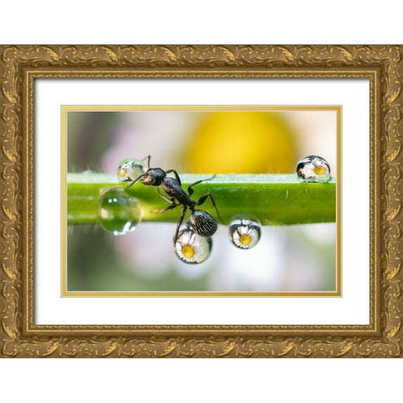Caleffi, Emanuele 14x11 Gold Ornate Wood Framed with Double Matting Museum Art Print Titled - The Ant Between The Drops
