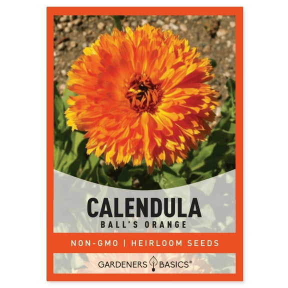 Calendula Balls Orange Seeds