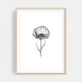 thumbnail image 1 of Calendula Flower - Drawing Line Art Floral Botanical Black and White Minimalist Flowers Nature Oak Framed Wall Art Print 18 x 24 inches, 1 of 15