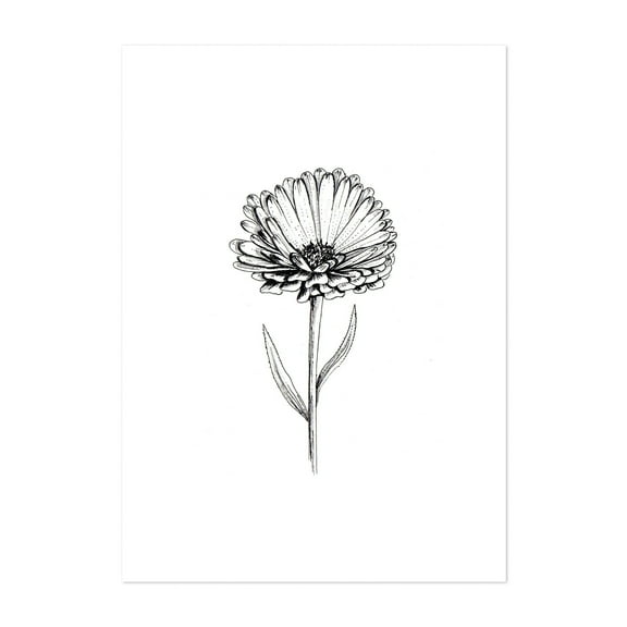 Calendula Flower - Drawing Line Art Floral Botanical Black and White Minimalist Flowers Nature Unframed Wall Art Print 5 x 7 inches