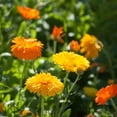 thumbnail image 1 of Calendula Flower Seeds - Bon Bon Series - Orange & Yellow Mix - 1000 Seeds - Annual Flower Garden Seeds, 1 of 2