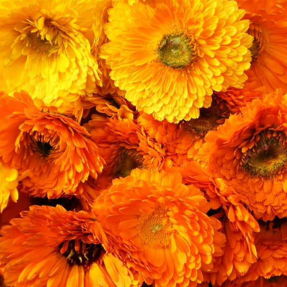 Calendula Flower Seeds - Pacific Beauty Mix - 4 Oz - Annual Flower Garden Seed Blend - Calendula officinalis