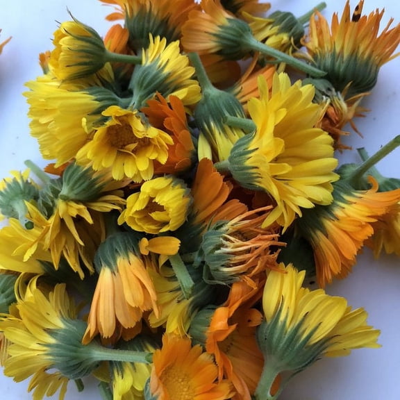 Calendula Plant, (Calendula officinalis) 2.5 inch pot