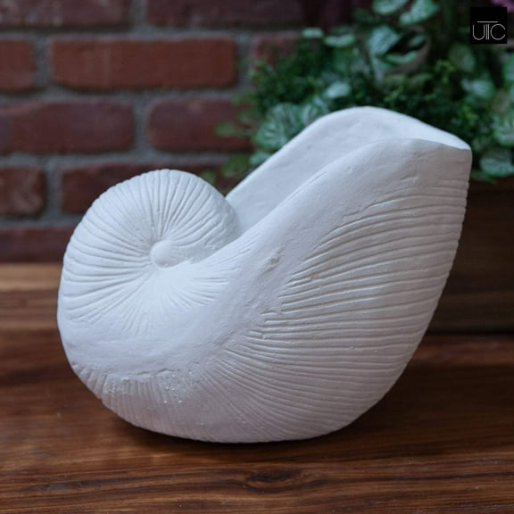Calenna Seashell Decorative Piece