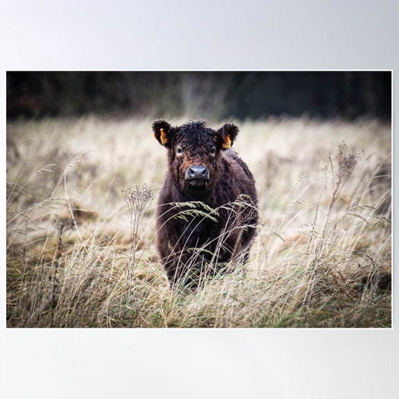 Calf Of Galloway Cattle Poster Wall Art, Modern Wall Decor For Living Room Bedroom, 12x18 UNFRAMED