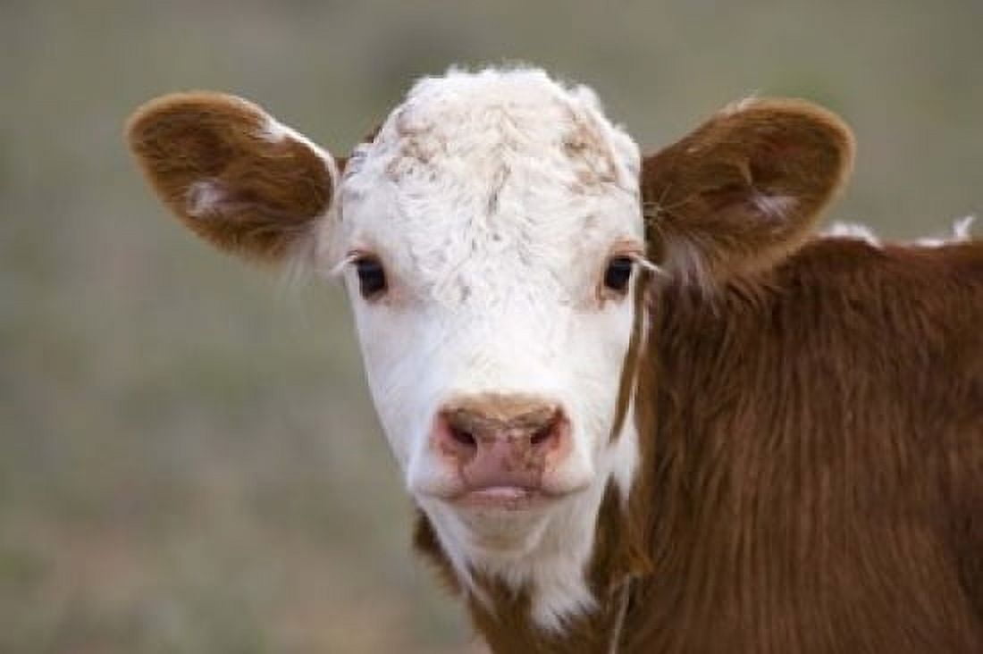 Calf Portrait Canvas Art - Panoramic Images (16 x 11)